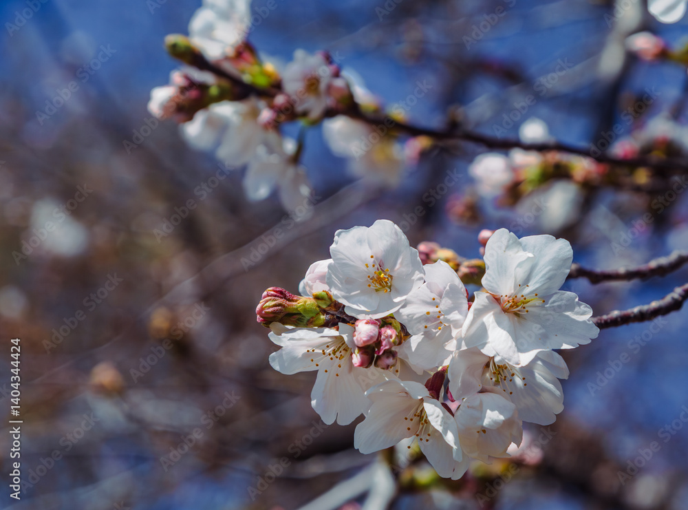 Obraz premium ソメイヨシノ桜2ー51