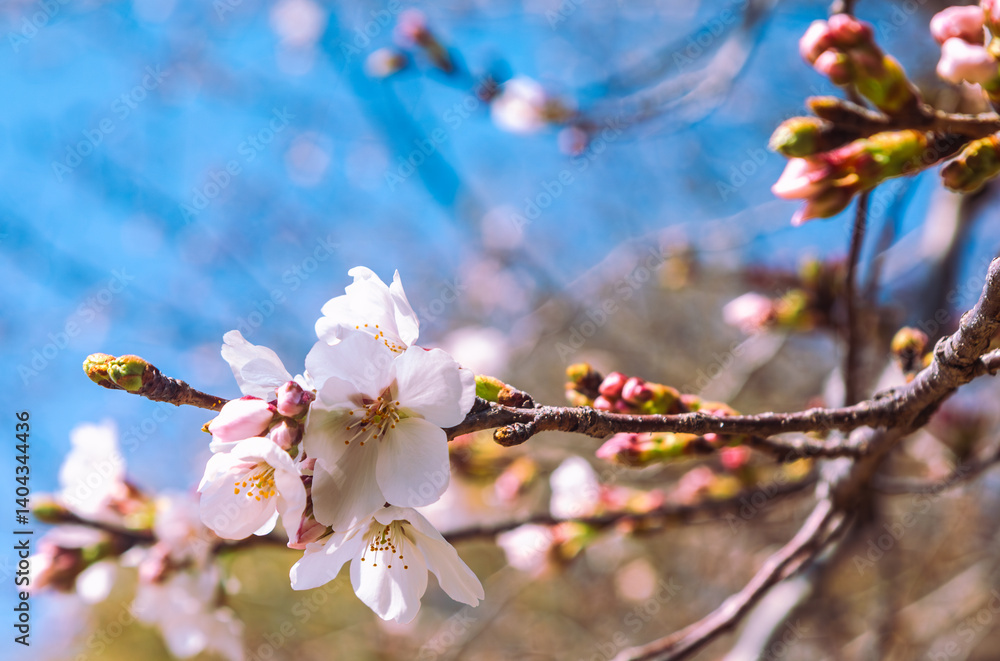 Fototapeta premium ソメイヨシノ桜2ー48