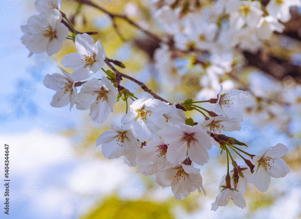 Fototapeta premium ソメイヨシノ桜2ー35