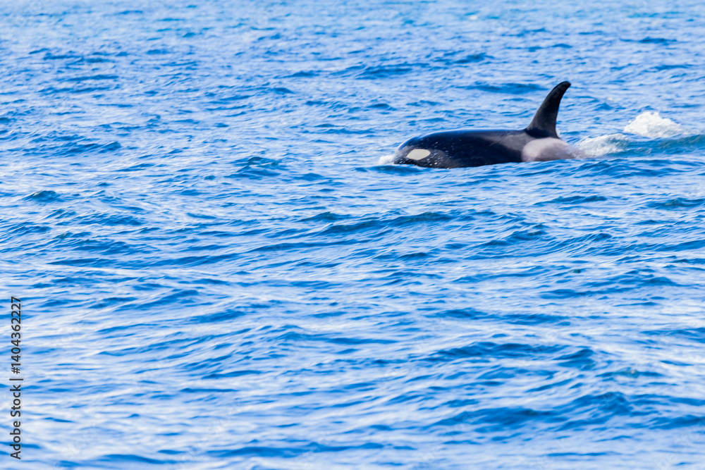 Fototapeta premium シャチ 