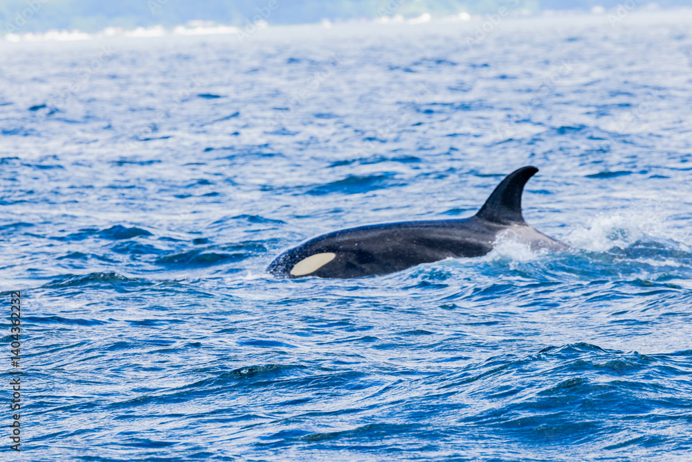 Fototapeta premium シャチ 