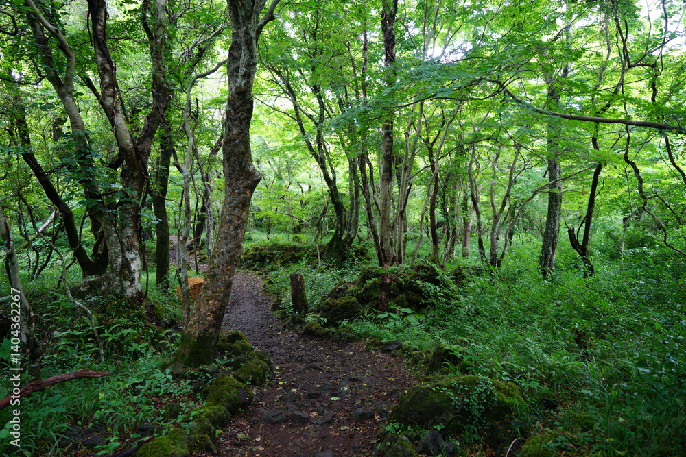 fine footpath in the spring woods fine footpath in the spring woods