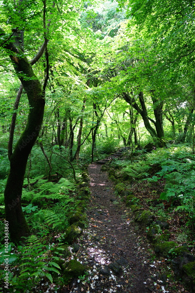 Fototapeta premium refreshing path to the light