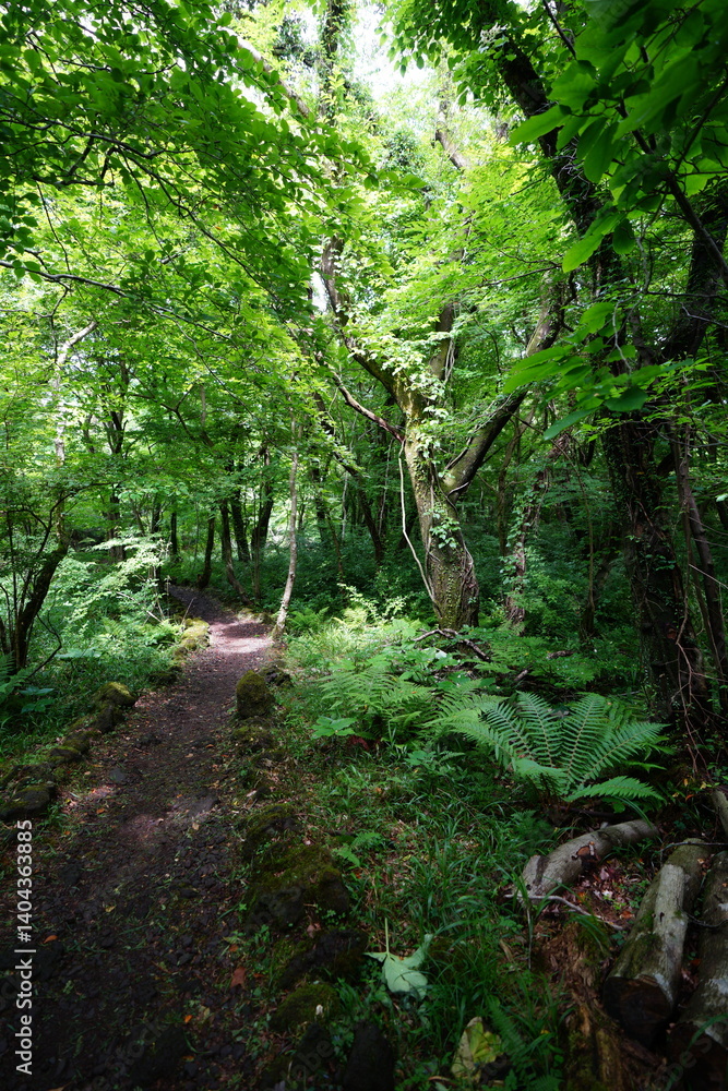 fresh ferns and old trees in spring woods