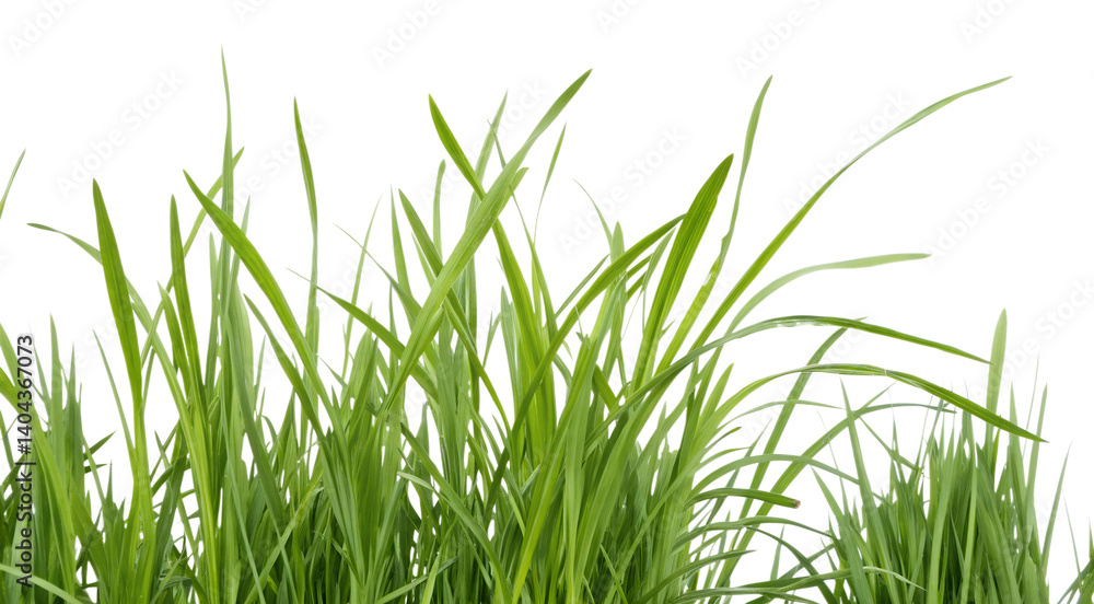 green grass isolated on white background green grass isolated on white background