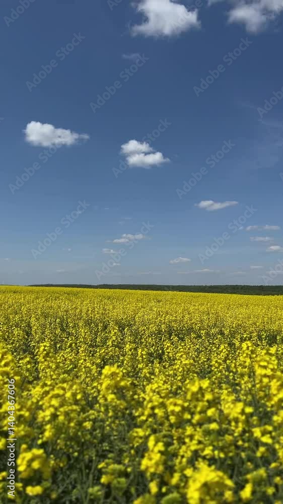 Vibrant Yellow Fields Stretching Under a Bright Blue Sky with Fluffy White Clouds Above Vibrant Yellow Fields Stretching Under a Bright Blue Sky with Fluffy White Clouds Above