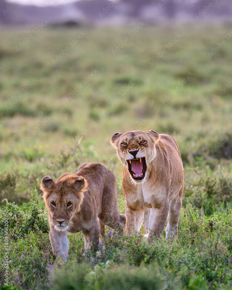 Naklejka premium pride of lions in central serengeti