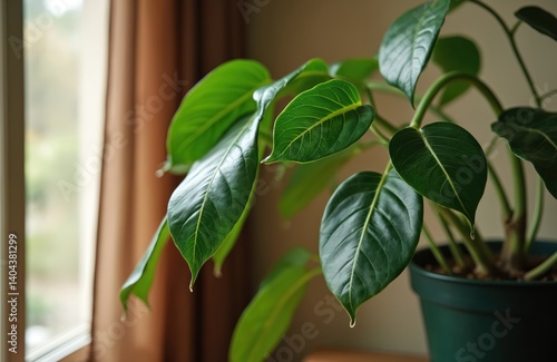 Ficus elastica plant, rubber tree. Green leaves in flower pot near window with brown curtains. Home decor, interior design, gardening, botanical background. Symbol of freshness, eco living, biophilic