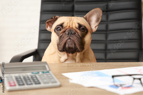 Funny French bulldog with c...