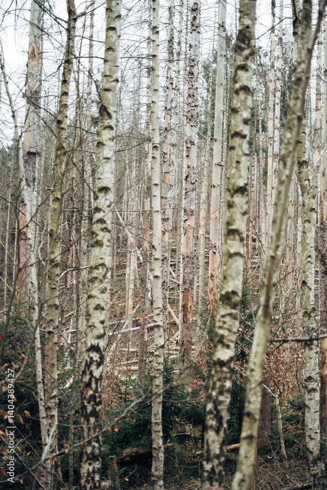 Obraz premium A forest with many trees and some of them are dead