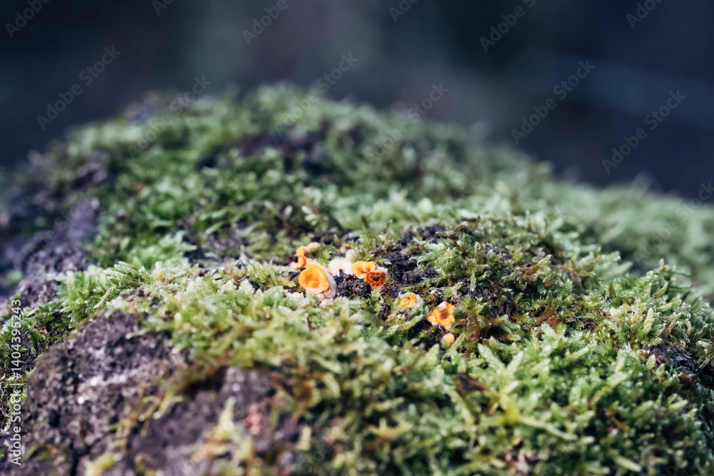 A rock covered in moss and mushrooms A rock covered in moss and mushrooms
