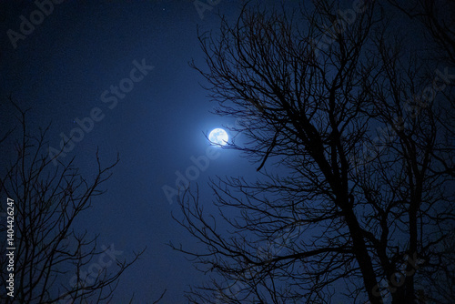 Trees under a full moon ( Composite )