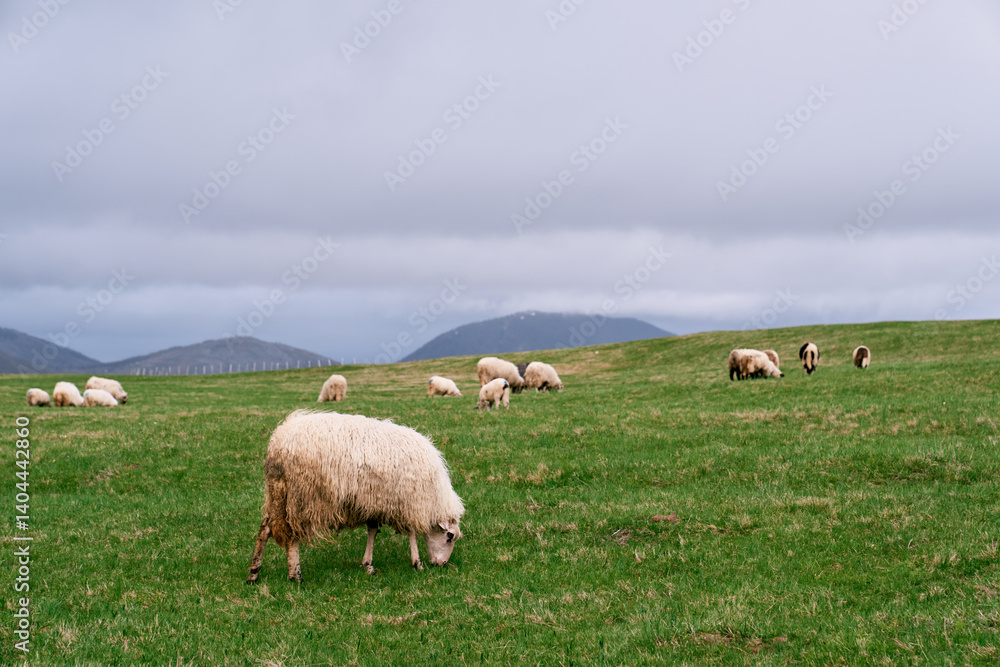 White sheep graze on a green pasture with mountains in the background White sheep graze on a green pasture with mountains in the background