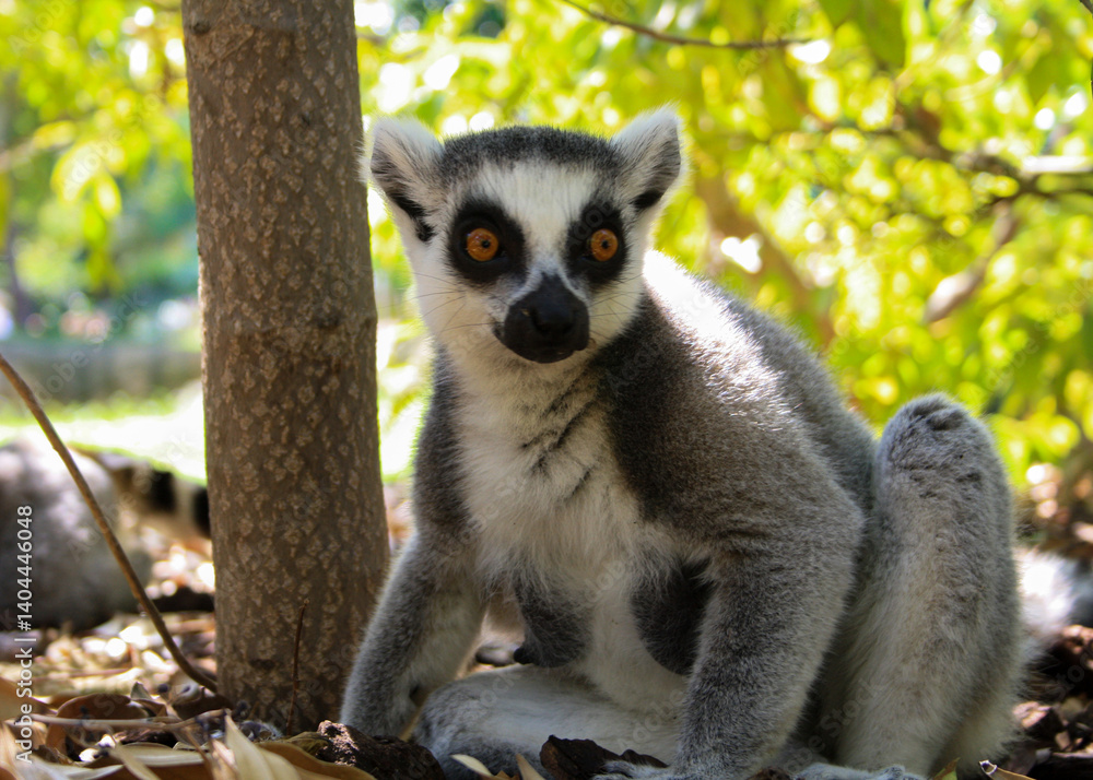 Obraz premium ring tailed lemur