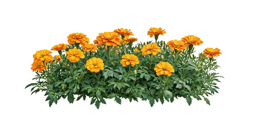 Isolated bed of bright orange marigold flowers with lush green foliage on translate background, ideal for garden design projects and landscaping visualizations