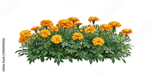 Isolated bed of bright orange marigold flowers with lush green foliage on translate background, ideal for garden design projects and landscaping visualizations