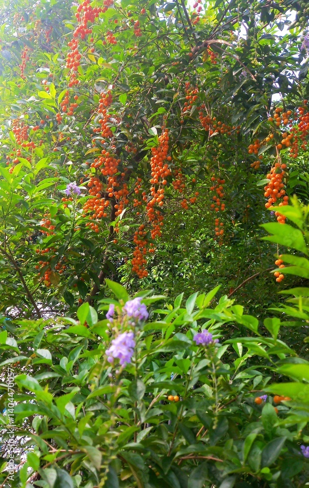 a tree that is bearing fruit and flowering a tree that is bearing fruit and flowering