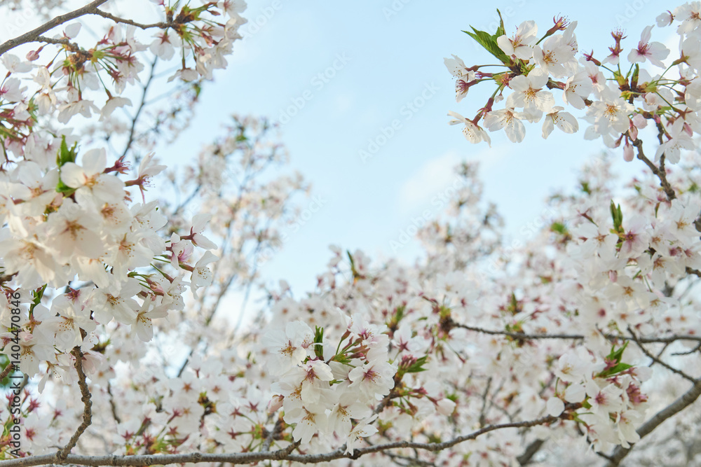 夕暮れに染まる桜の花の背景素材・儚く美しい、夕暮れの桜風景・手前の桜にピント 夕暮れに染まる桜の花の背景素材・儚く美しい、夕暮れの桜風景・手前の桜にピント