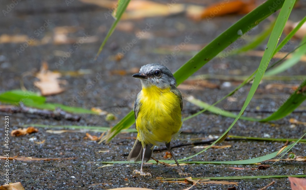 Fototapeta premium An Eastern Yellow Robin on the ground