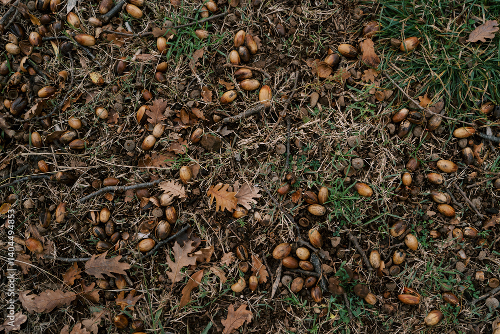 Brown oak leaves and acorns lie among small branches on green grass Brown oak leaves and acorns lie among small branches on green grass