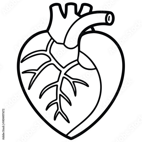 Human Heart Line Art Vector Illustration

