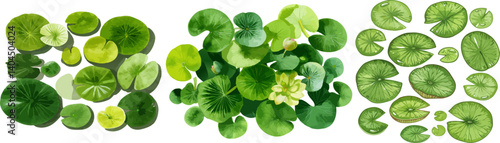 A watercolor vector illustration of different types and sizes of lily pads, arranged in an overhead view perspective with a white background.