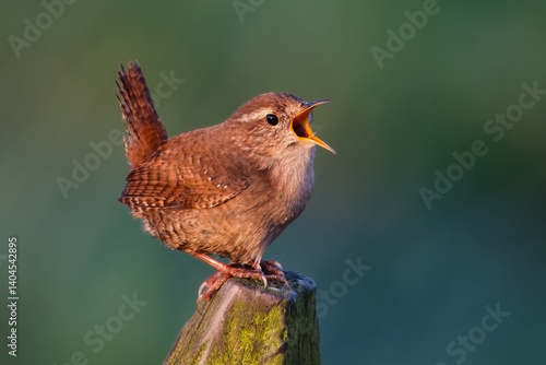 Obraz na plátně eurasian wren singing