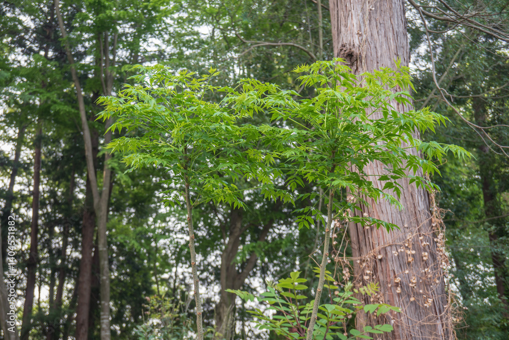 Fototapeta premium タラノキ（Aralia elata）：棘のないメダラの幹と葉（新芽は山菜として食用／埼玉県・4月