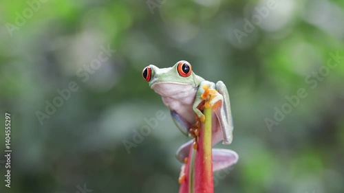 Footage Red-eyed tree frog climbing on dwarf jamaican heliconia flower, Red-eyed tree frog (Agalychnis callidryas) closeup on flower, Green tree frog footage