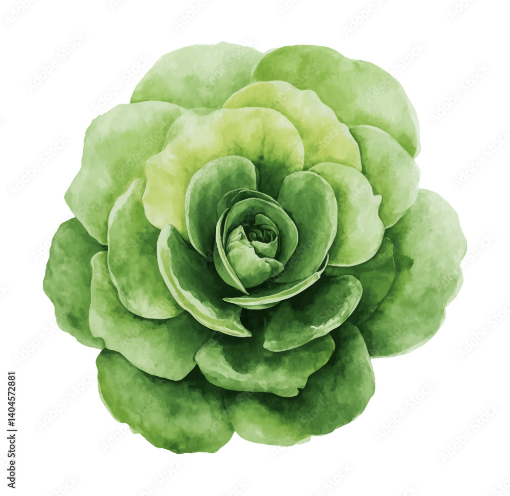 Fototapeta premium Green Succulent Plant Isolated on White Background in Watercolor Style