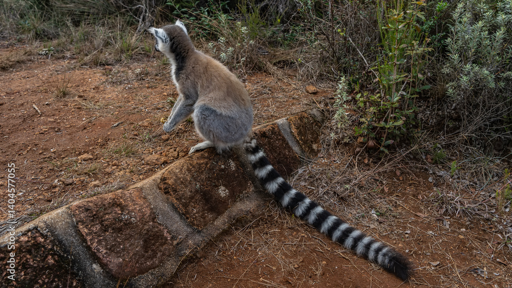 Obraz premium The ring-tailed lemur catta sits on the step of the red-soil path, looking into the distance. A long striped tail is spread on the ground. The paws are folded. View from the back. Madagascar.