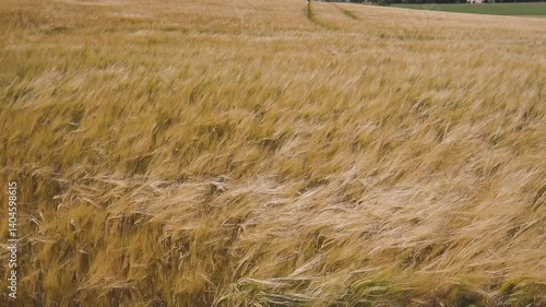 Rolling hills covered in golden wheat sway in the wind beneath a moody grey sky. A poetic landscape caught between serenity and the storm that waits on the horizon