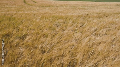 Rolling hills covered in golden wheat sway in the wind beneath a moody grey sky. A poetic landscape caught between serenity and the storm that waits on the horizon