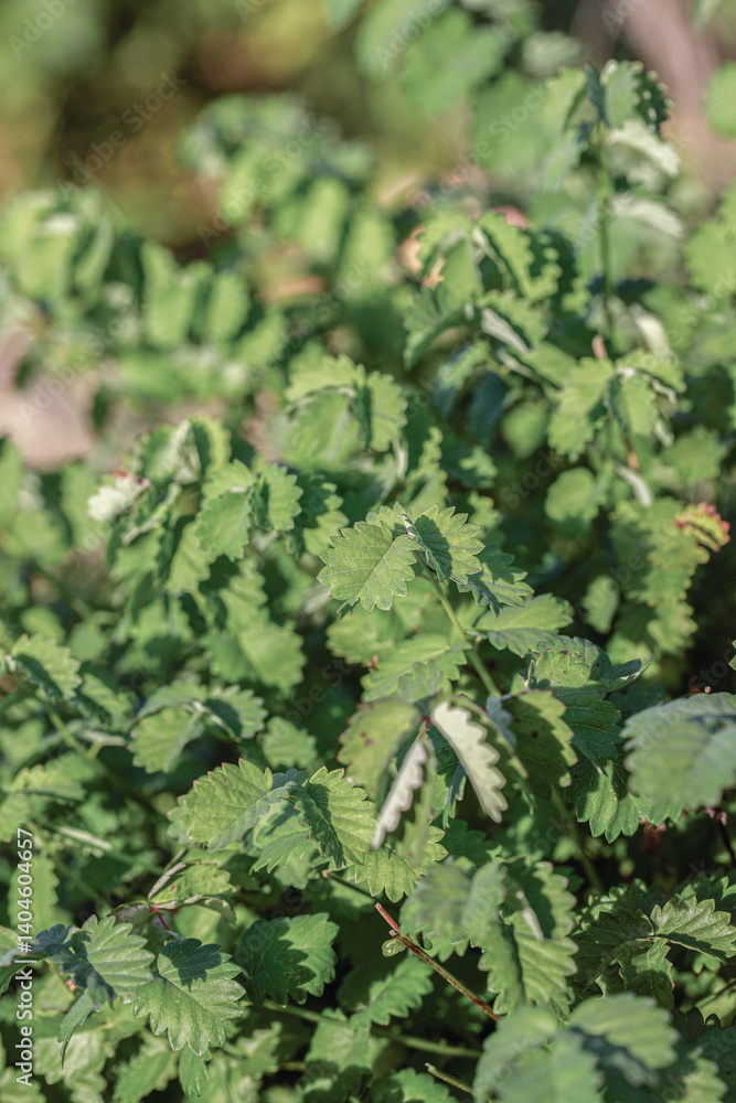Foliage of the salad burnet (Sanguisorba minor). Foliage of the salad burnet (Sanguisorba minor).