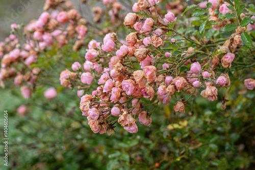 Foto Branch of a rosebush with many small, faded, pink blossoms.