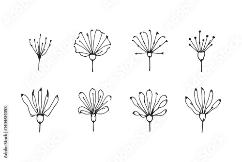 Kangaroo Paw line art