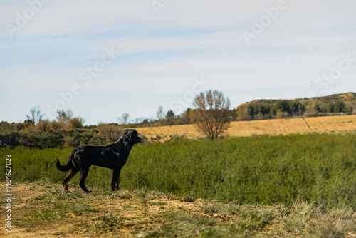 Rottweiler Dog Standing on Hill Overlooking Fields