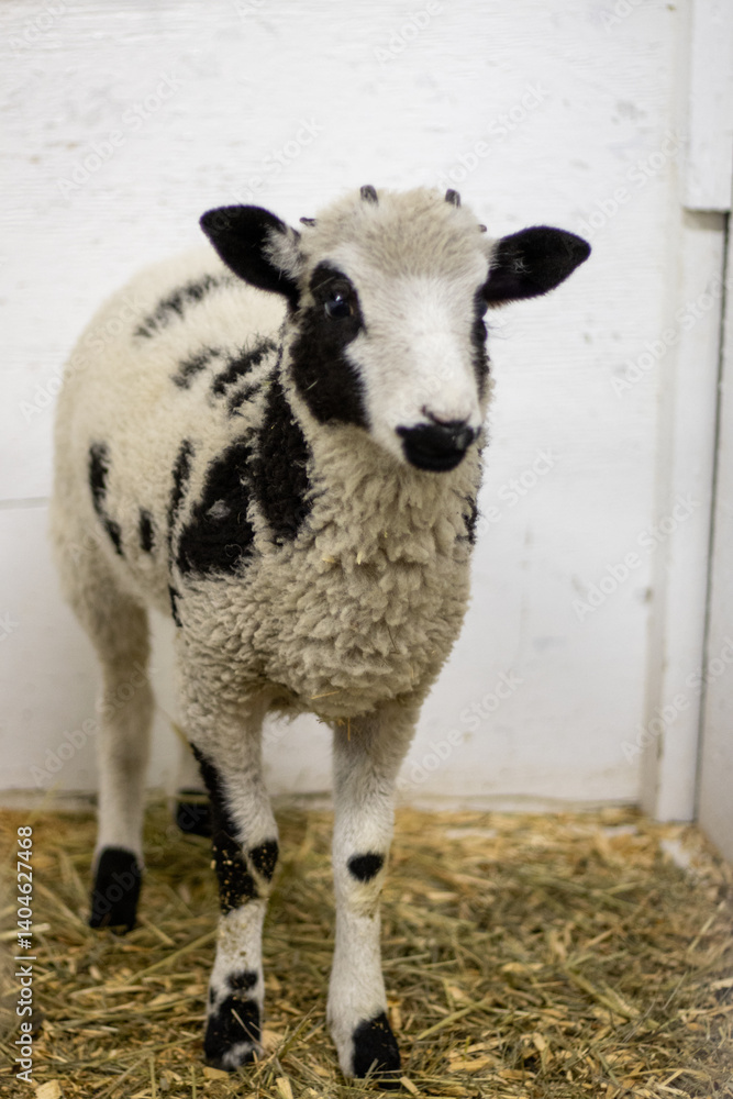 Spotted black and white young sheep standing on hay in a stable. Spotted black and white young sheep standing on hay in a stable.
