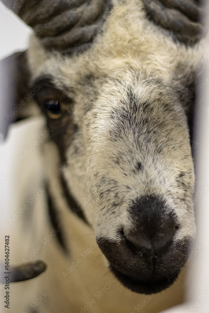 Fototapeta premium Close up of black and white Jacob ram snout with many horns.