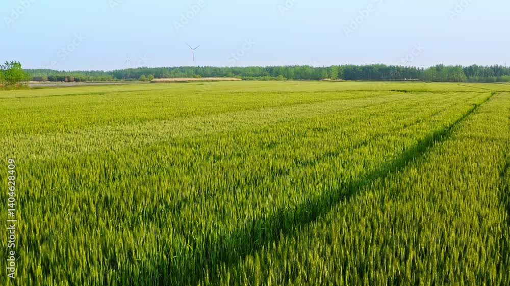 Expansive agricultural landscape of a vibrant green wheat field under blue sky with distant wind turbines