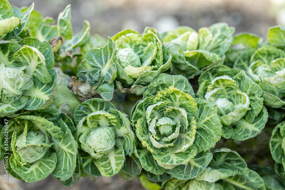 Brussels sprouts in the second year if not harvested in the first year. (Brassica oleracea). Brussels sprouts in the second year if not harvested in the first year. (Brassica oleracea).
