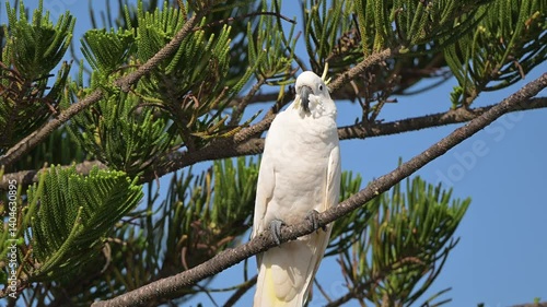 Sulphur crested cockatoo bird, Cacatua galerita, perched in pine tree, blue sky, feathers plumage, Queensland Australia	