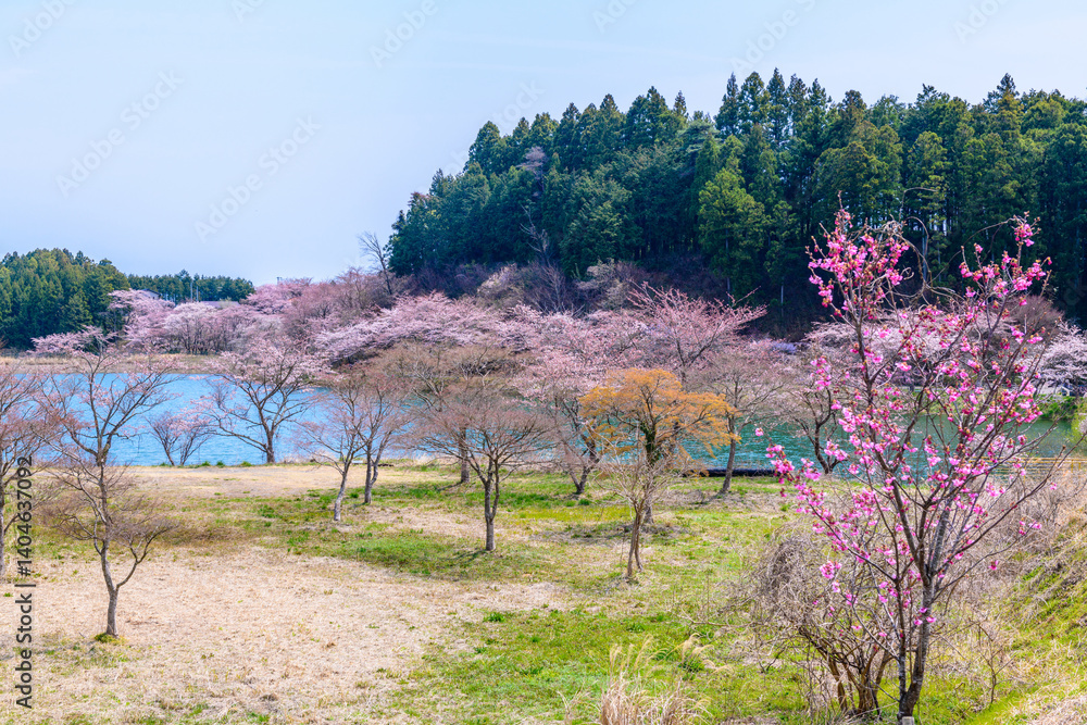 福島　右近清水　桜の穴場スポット　
