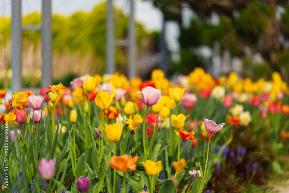 Close-up photo of colorful tulips blooming in spring Close-up photo of colorful tulips blooming in spring