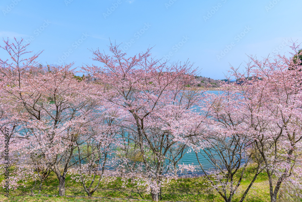 福島　右近清水　桜の穴場スポット　
