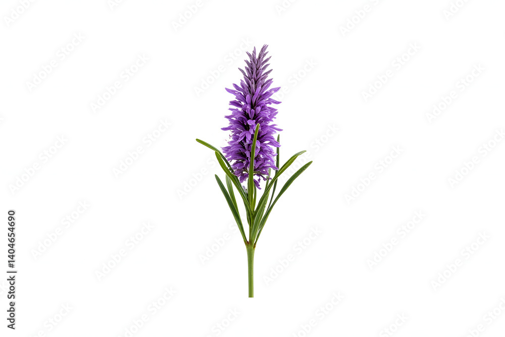 Naklejka premium Heather sprig in purple bloom, natural textures, no background