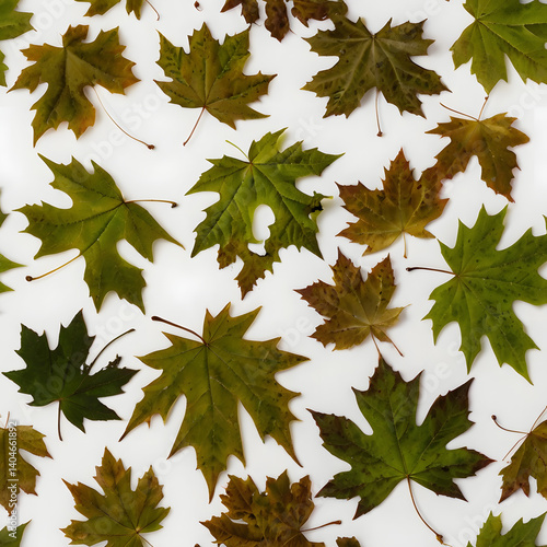 leaf vector png