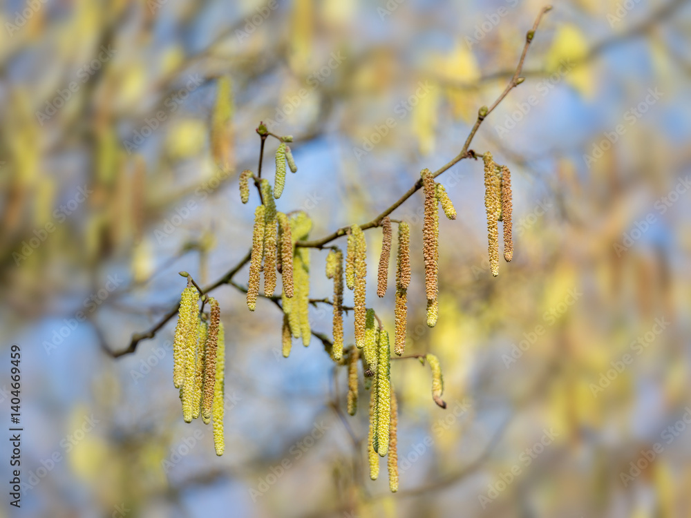 inflorescence of alder tree in sunny day early spring