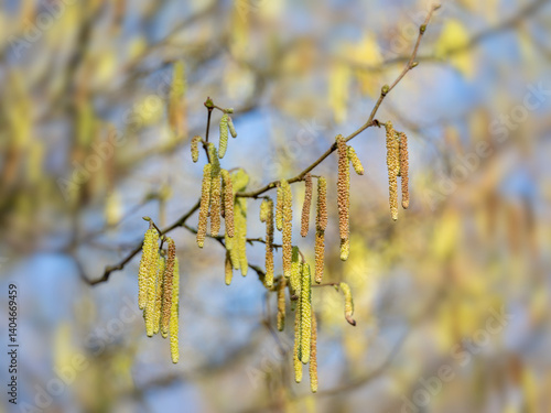 Obraz na płótnie inflorescence of alder tree in sunny day early spring w salonie