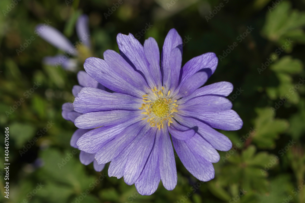 A flowering Blue Winter Anemone, Anemone blanda, growing in woodland.